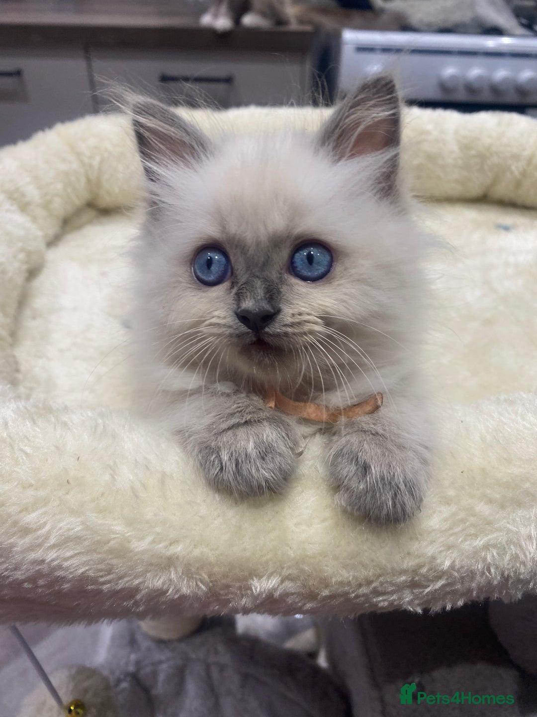 Ragdoll cats for sale: Ragdoll kittens ready now  - Image 3