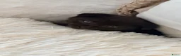Scottish Fold cats for sale: Scottish fold x bengal - Advert 6