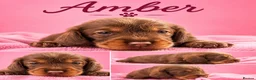 Dachshund dogs for sale: Stunning Kc standard wirehaired  - Advert 30