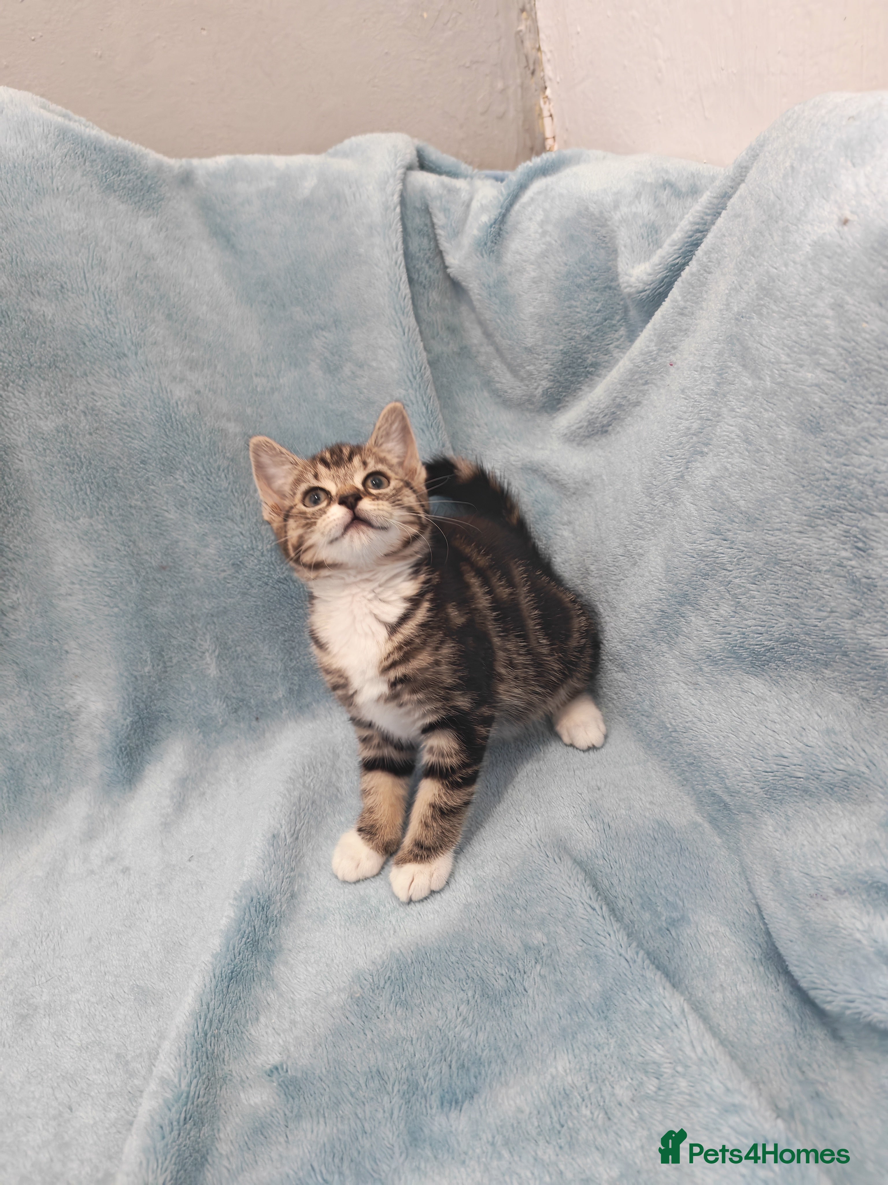 Mixed Breed cats Tabby girls Videos 9 weeks old - Advert 6