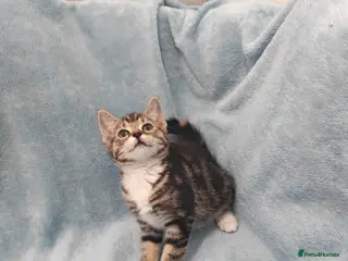 Mixed Breed cats Tabby girls Videos 9 weeks old - Advert 6