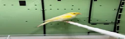 Canaries birds for sale: 2 pairs of yellow mosaic in Birmingham - Advert 4