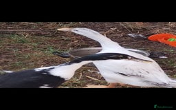 Mixed Breed poultry for sale: Indian runner ducks pair and hen - Image 5
