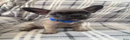 French Bulldog dogs for sale: Ready now 3 boys left parents fully health tested  - Advert 16