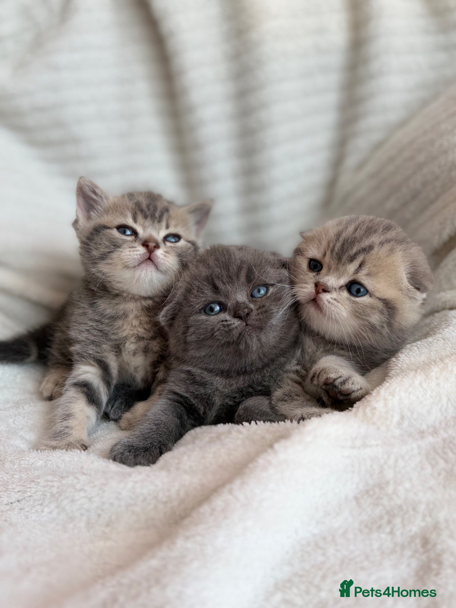 Scottish Fold cats 🌸CUTE SCOTTISH FOLD KITTENS🌸 - Advert 17