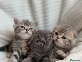 Scottish Fold cats 🌸CUTE SCOTTISH FOLD KITTENS🌸 - Advert 1