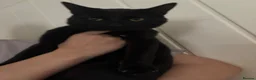 Mixed Breed cats for sale: 2 male cats to go together - Advert 2