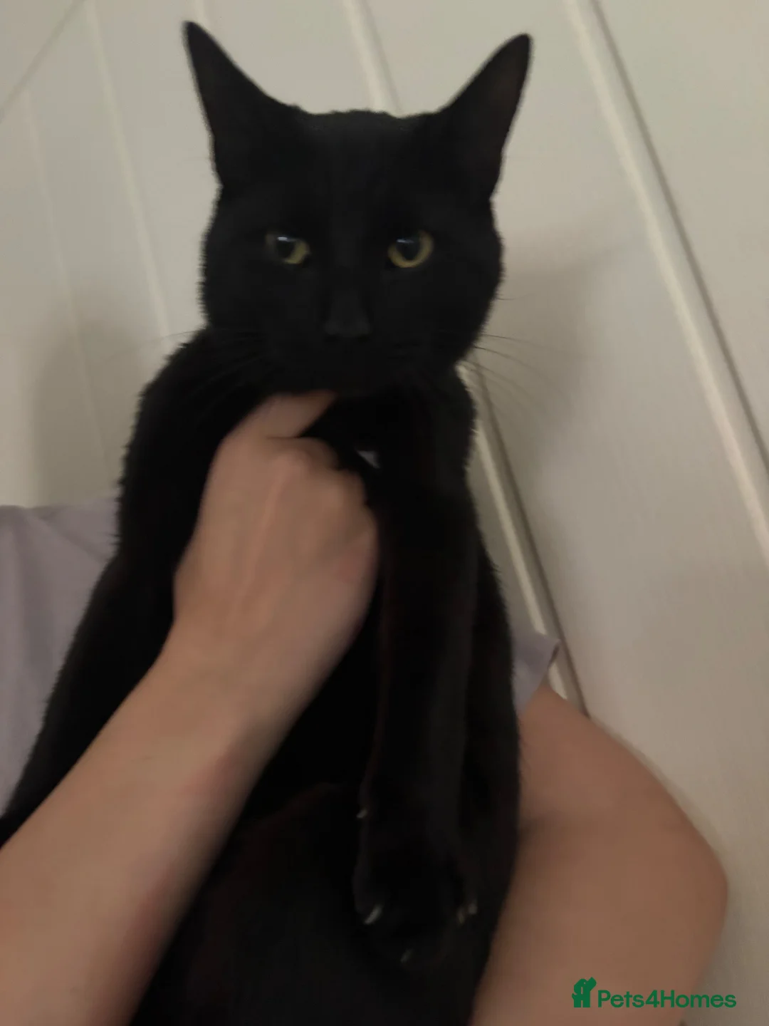 Mixed Breed cats for sale: 2 male cats to go together - Advert 2