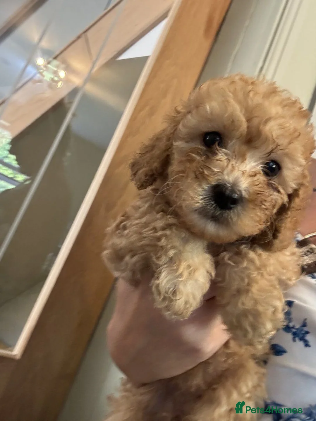Cockapoo dogs for sale: Stunning F1B cockerpoo pups in Newcastle upon Tyne - Advert 2
