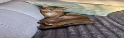 Abyssinian cats for sale: Beautiful & Playful Aby x Savannah Female in London - Advert 2