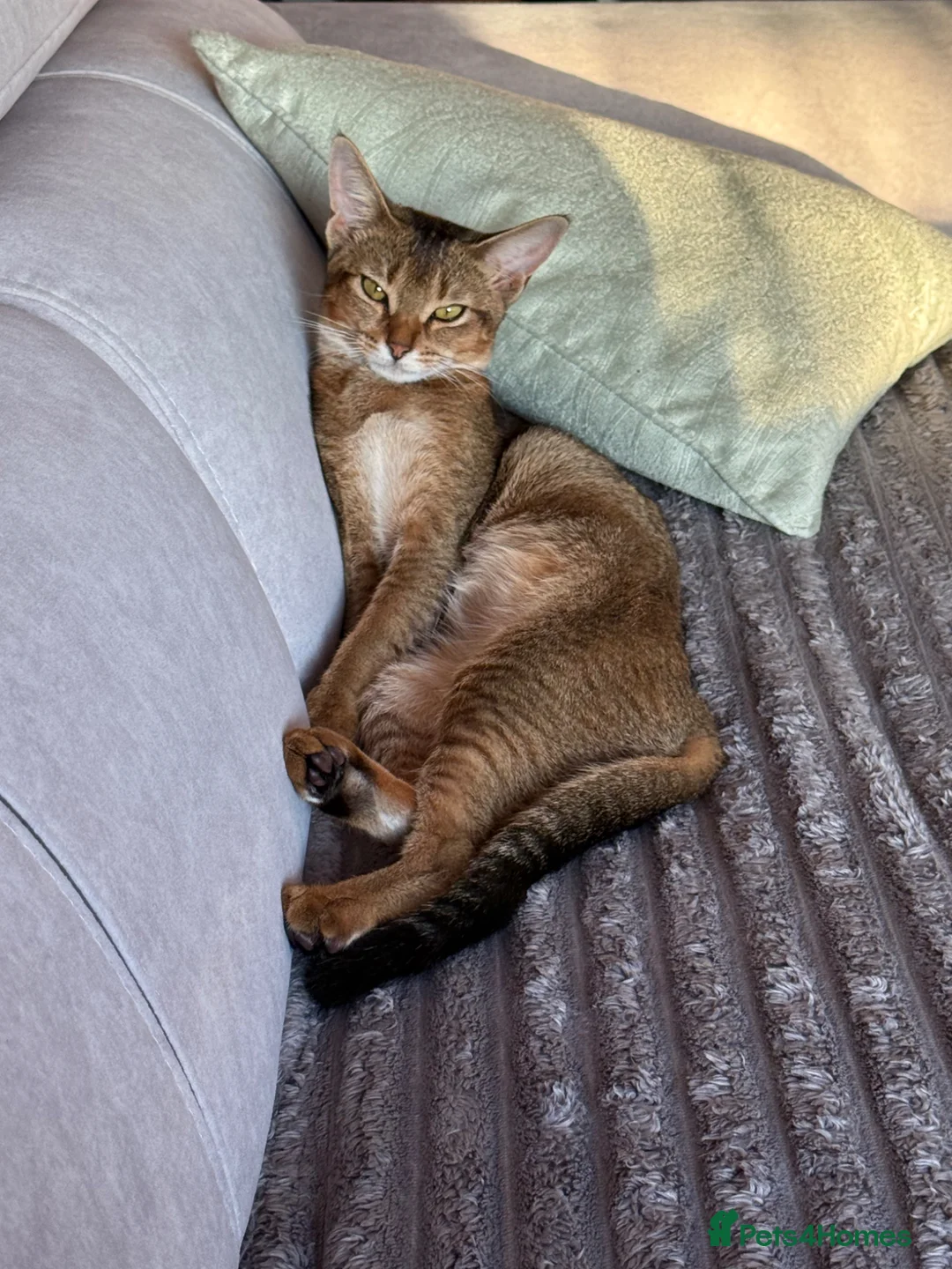 Abyssinian cats for sale: Beautiful & Playful Aby x Savannah Female in London - Advert 2