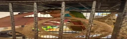 Conures birds for sale: Pair of young conures  - Advert 6