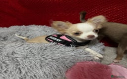 Chihuahua dogs for sale: Exquisite KC Apple Chihuahua Pup  - Image 12