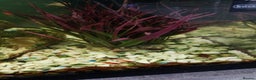 Mollies fish for sale: Young Mollies, endlers and cherry shrimp.  - Advert 4