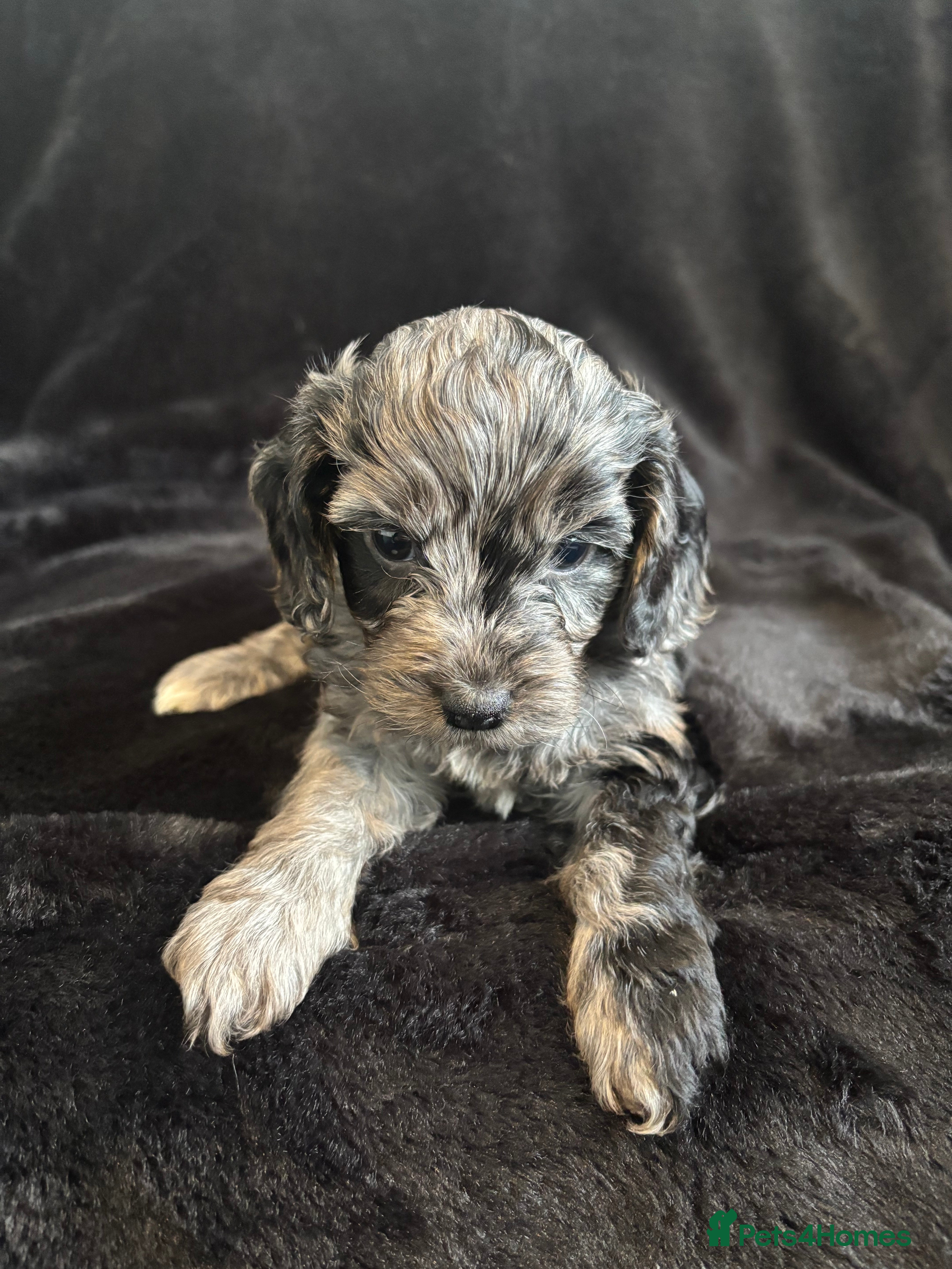 Cockapoo dogs F1 toy cockapoo’s - Advert 5