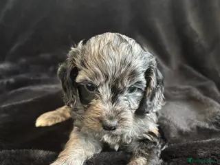 Cockapoo dogs F1 toy cockapoo’s - Advert 5