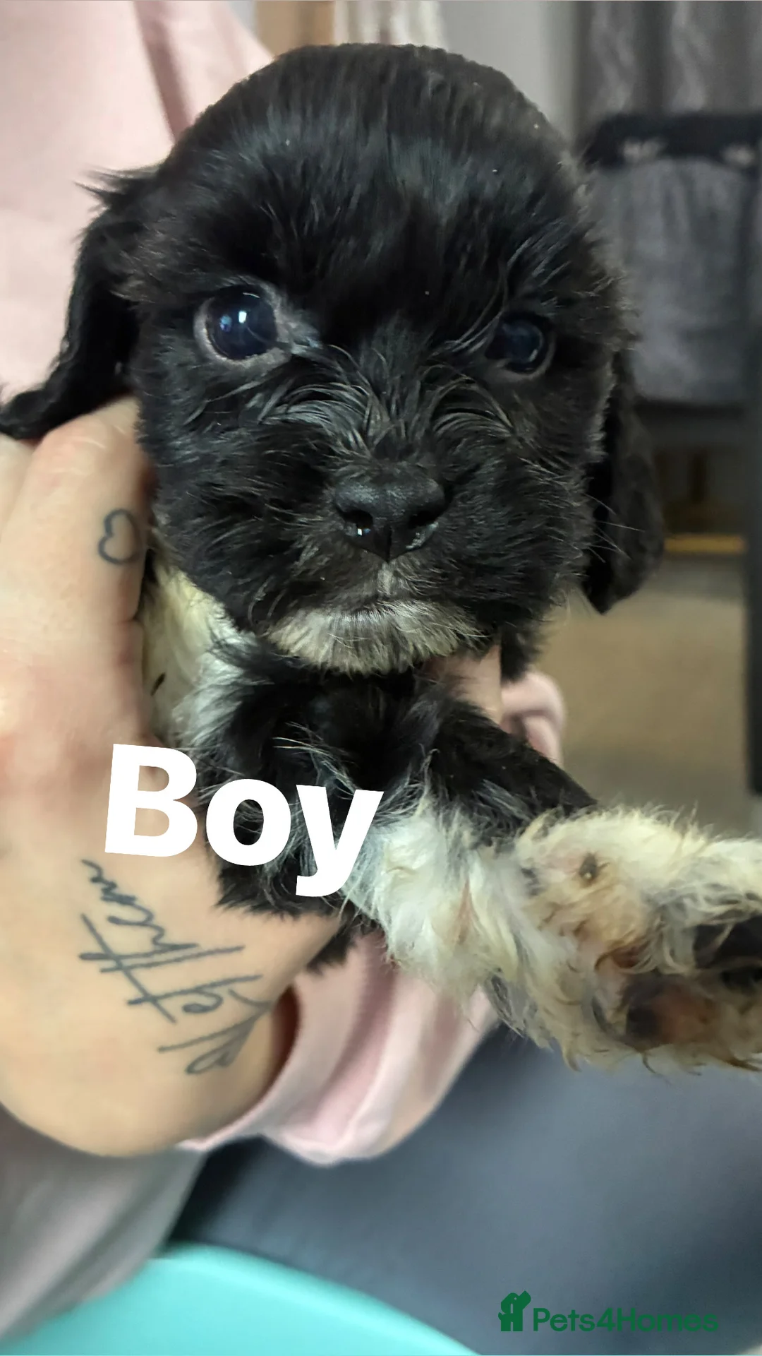 Shih Tzu dogs for sale: Cock a tzu - Advert 5