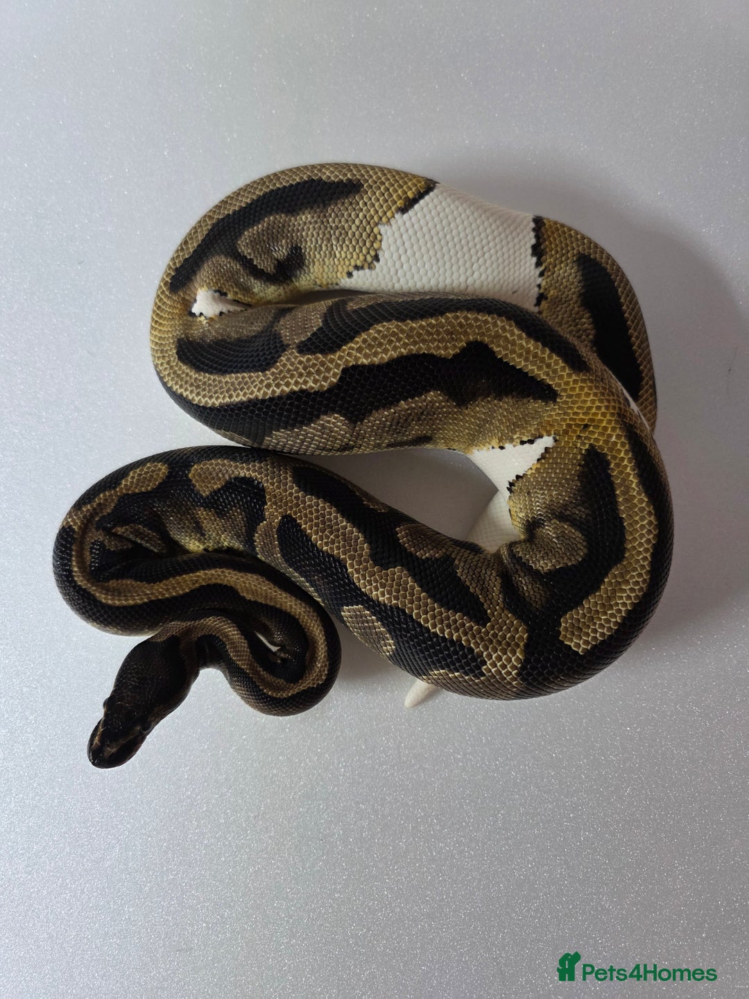 Snake reptiles for sale: Ball pythons  - Advert 11