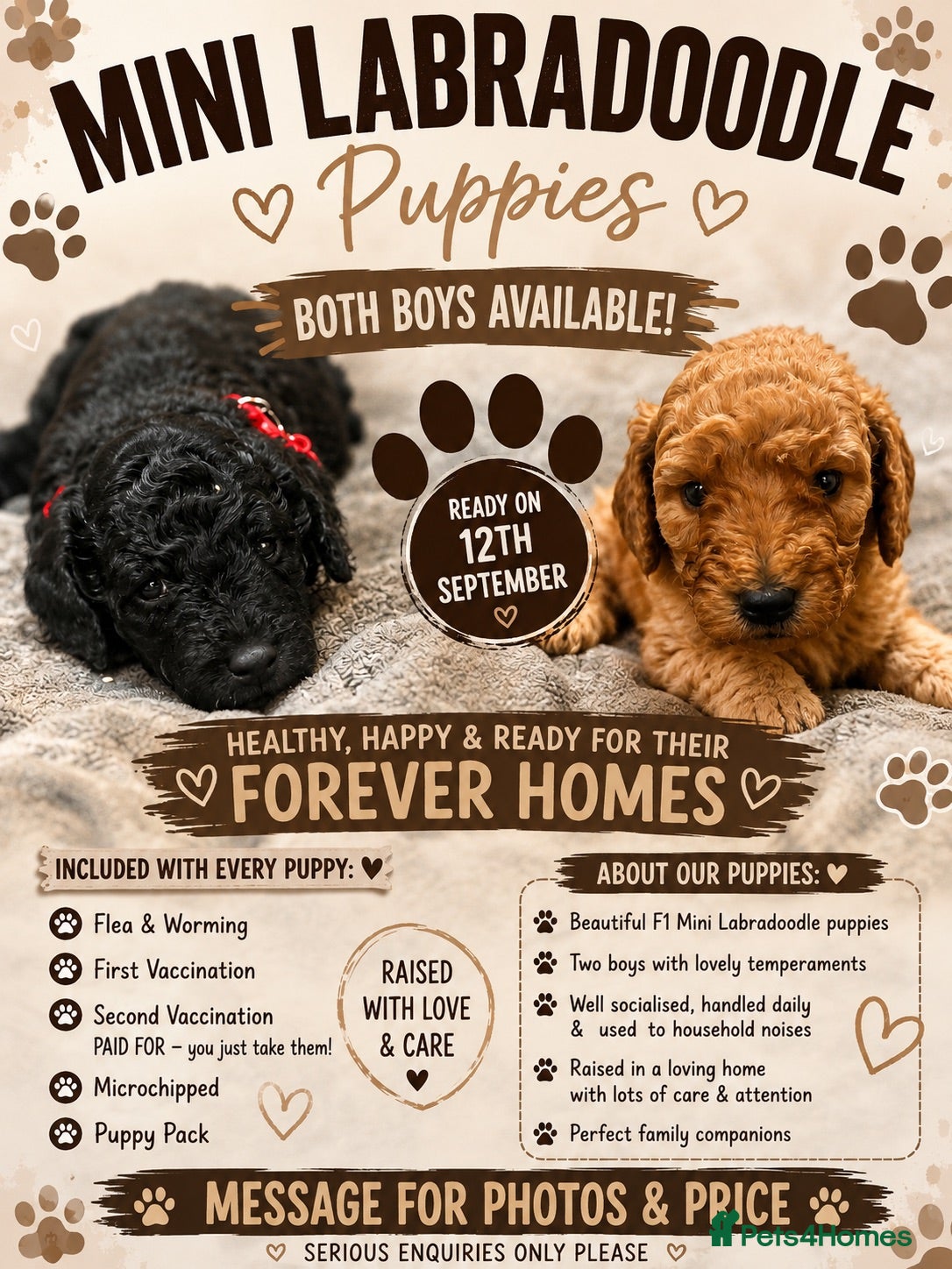 Miniature Poodle dogs mini labradoodles  - Advert 2
