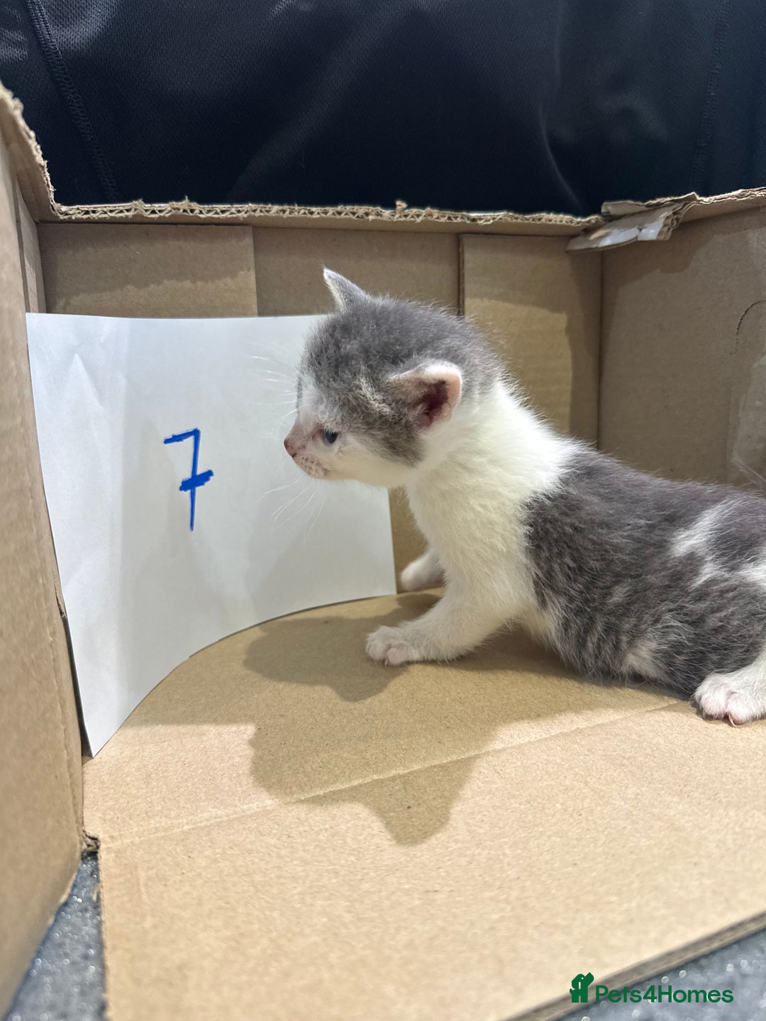 Mixed Breed cats for sale: British shorthair mix kittens  - Advert 20