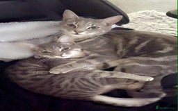 Domestic Shorthair cats for sale: Beautiful boys for sale  - Image 1