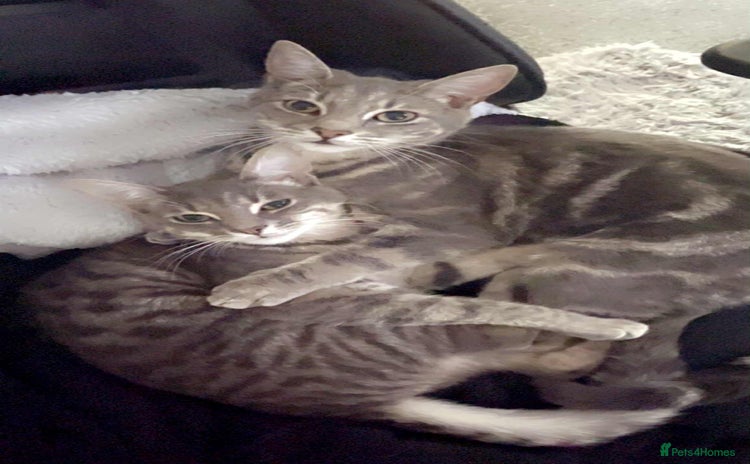 Domestic Shorthair cats - Advert 4