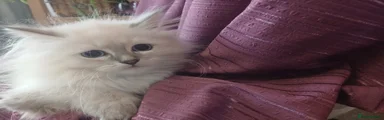 Siberian 2