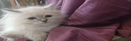Siberian cats for sale: Pure Siberian Kittens - Advert 3