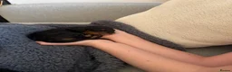 Cockapoo dogs for sale: Beautiful Cockapoo puppies  in Bicester - Advert 5