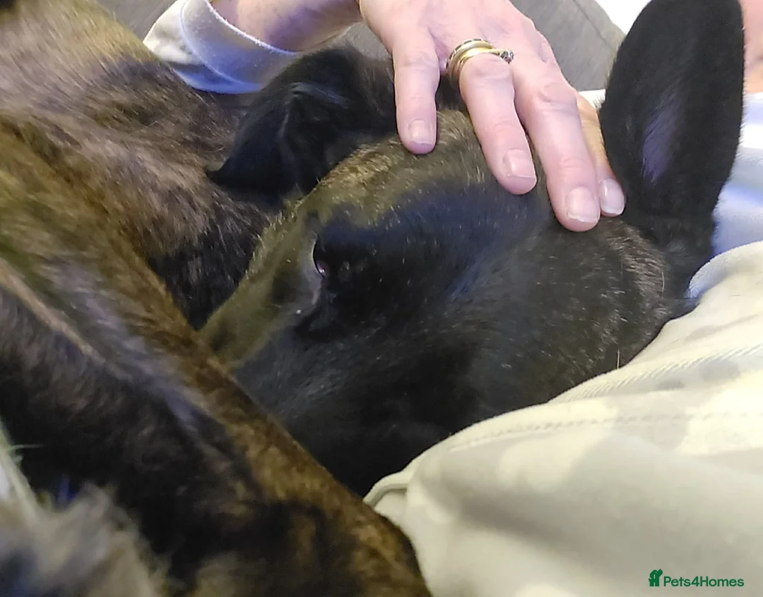 Mixed Breed dogs for adoption: Hux needs a forever home  - Advert 4