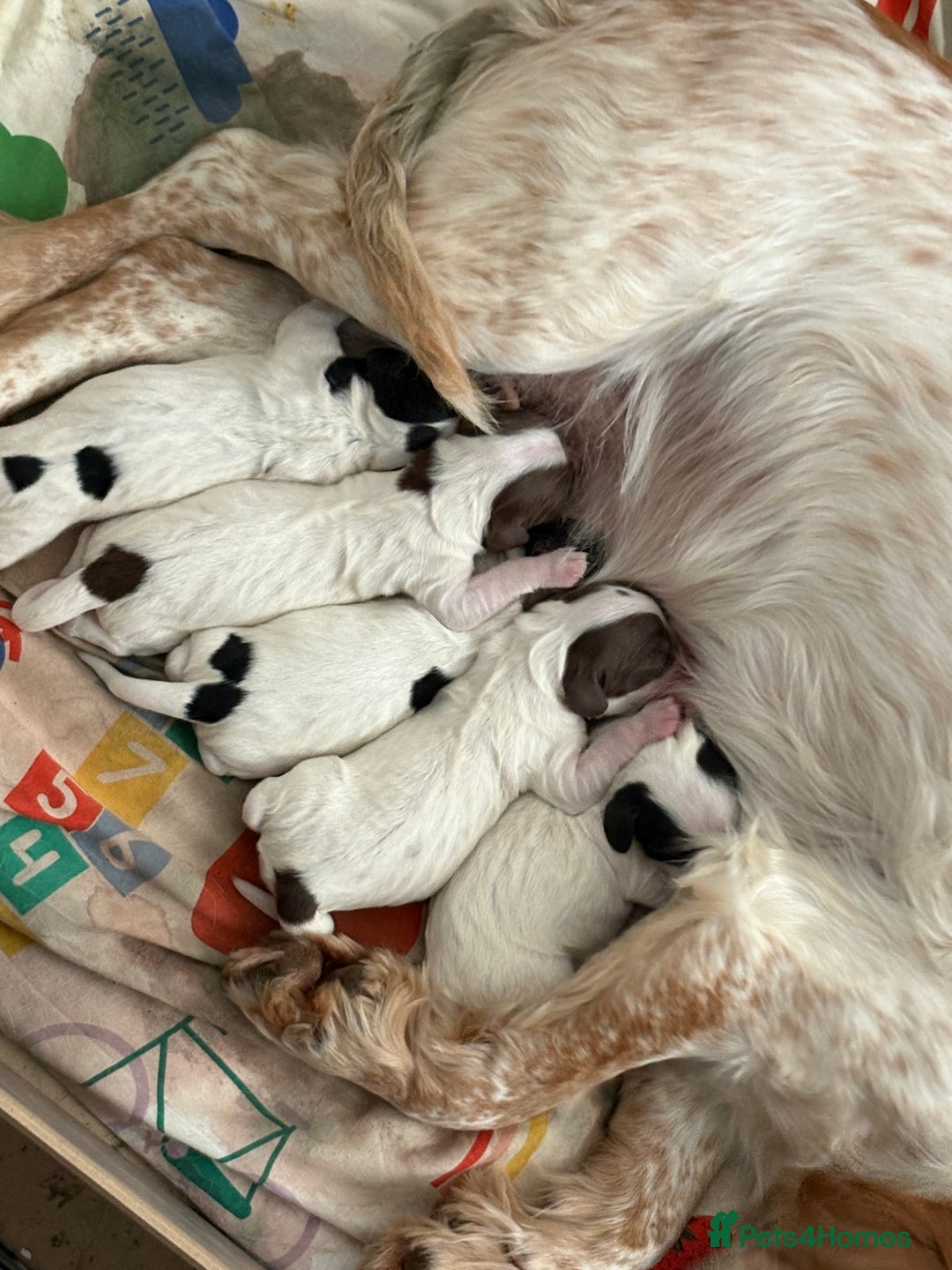 Sprocker dogs for sale: Sprocker spaniels  - Image 3