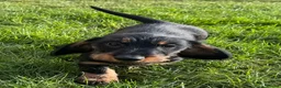 Dachshund dogs for sale: Dachshund puppies standard, wired-haired & smooth - Advert 38