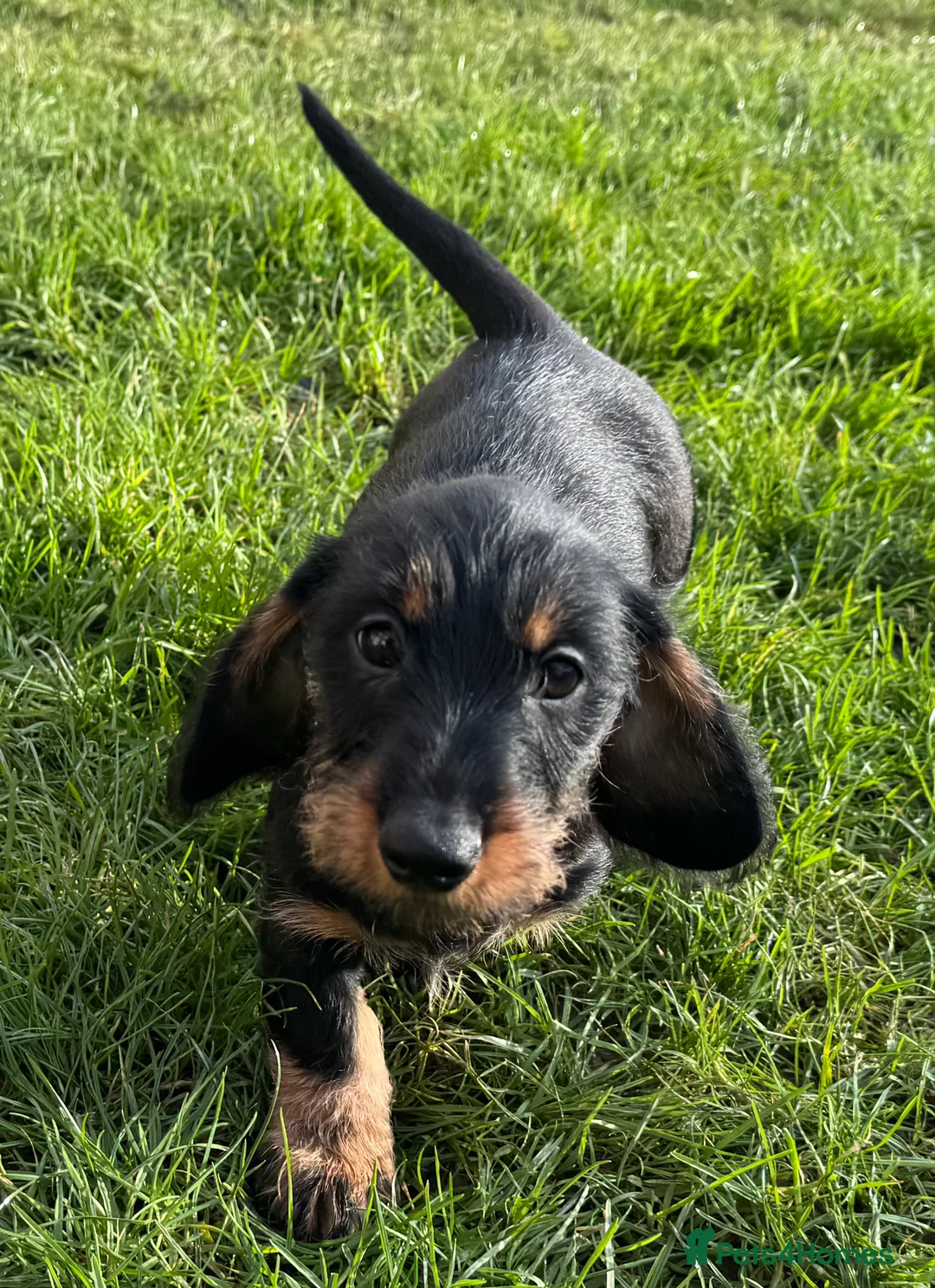 Dachshund dogs for sale: Dachshund puppies standard, wired-haired & smooth - Advert 38
