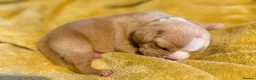 Mixed Breed dogs for sale: Gorgeous Frenchel  puppies (Frenchie x cavalier) in Bedworth - Advert 2