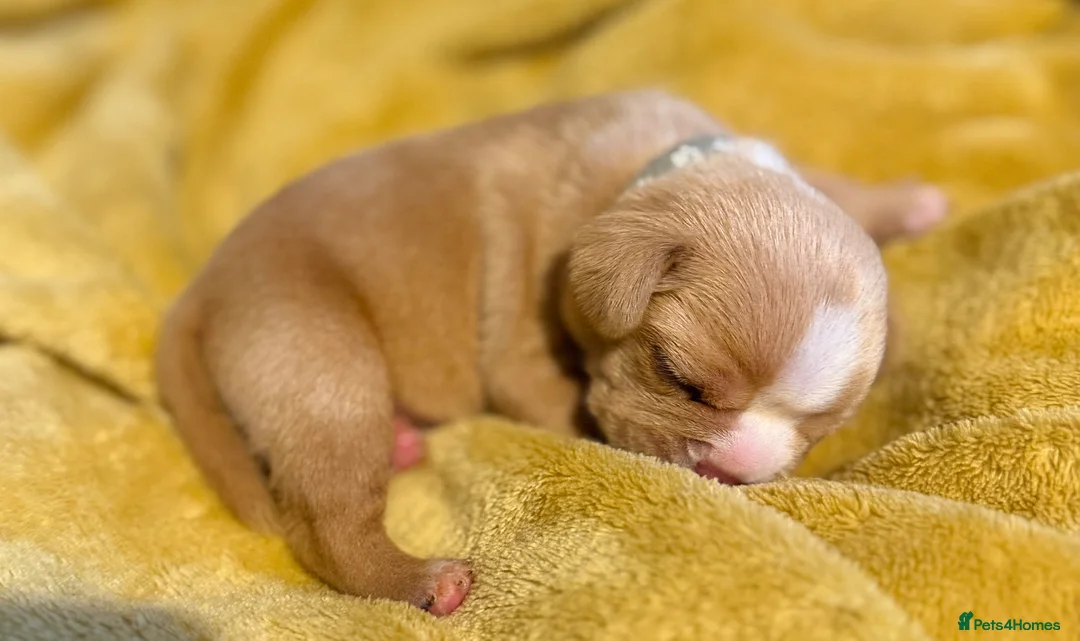 Mixed Breed dogs for sale: Gorgeous Frenchel  puppies (Frenchie x cavalier) in Bedworth - Advert 2