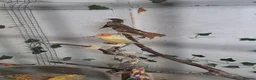 Finches birds for sale: X2 chesnut brested mannikin  - Advert 5