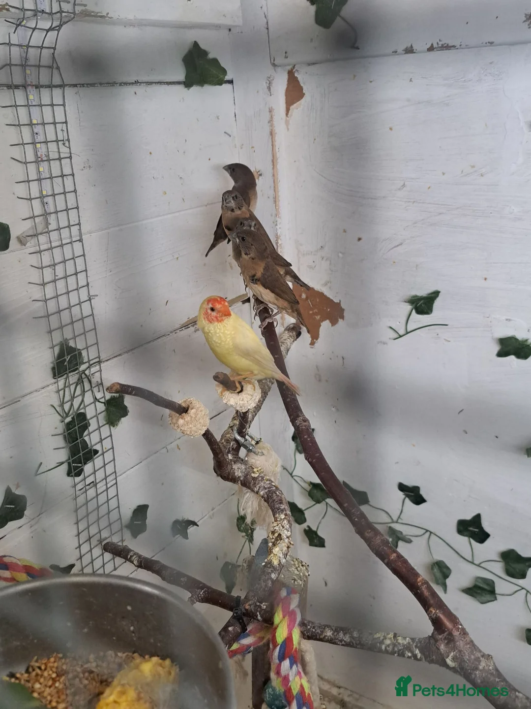 Finches birds for sale: X2 chesnut brested mannikin  - Advert 5