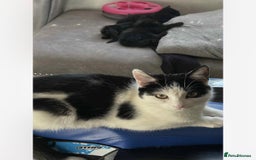 Mixed Breed cats for sale: Beautiful kittens, little panthers  - Image 8