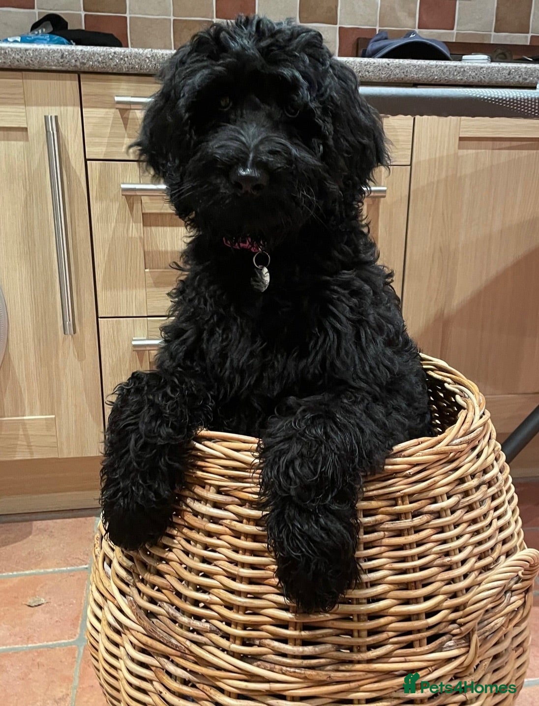 Labradoodle dogs RENOWNED THERAPY DOG BREEDER  Black Boy Available  - Advert 3