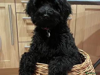 Labradoodle dogs RENOWNED THERAPY DOG BREEDER Black Boy Available - Advert 3