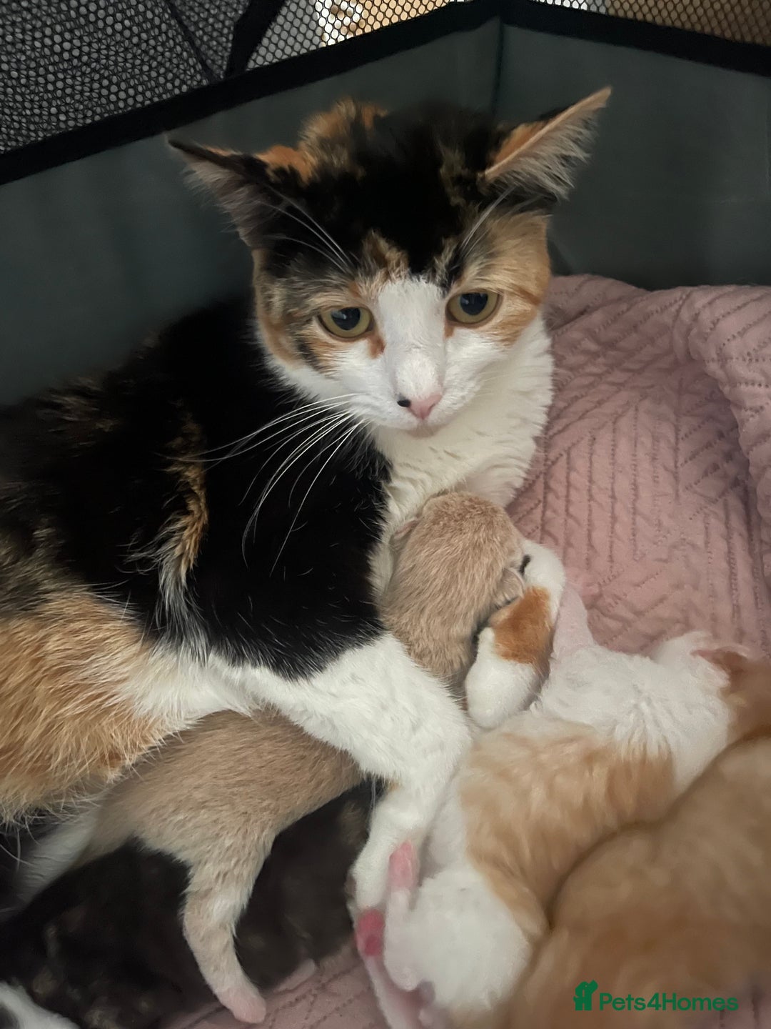 Mixed Breed cats for sale: Kittens for sale  - Image 18