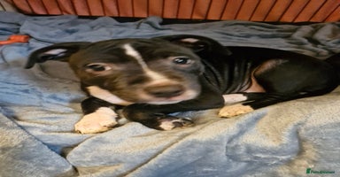 Staffordshire Bull Terrier dogs - Advert 7