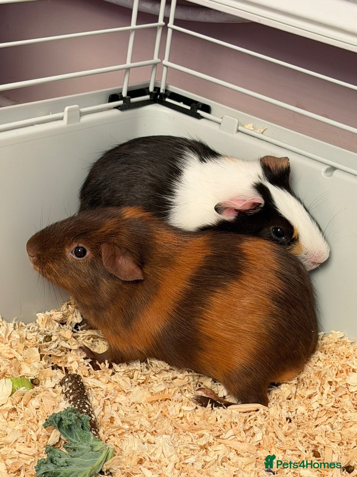Guinea Pig rodents for sale: guinea pigs  - Advert 3