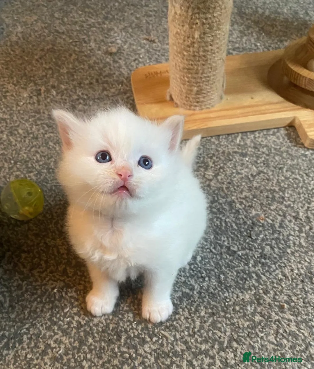 Ragdoll cats for sale: Purebreed Ragdoll kittens - Advert 13