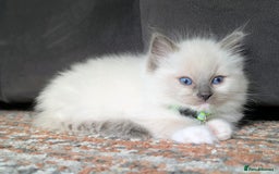 Ragdoll cats for sale: 🏆 🐾 Tica Registered EU Ragdoll Kittens 🐈 🏆 - Image 4