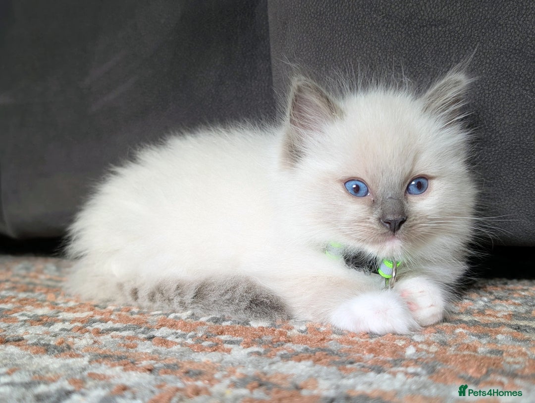Ragdoll cats for sale: 🏆 🐾 Tica Registered EU Ragdoll Kittens 🐈 🏆 - Image 4