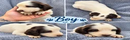 Sprocker dogs for sale: 6 beautiful sprocker puppies - Advert 12