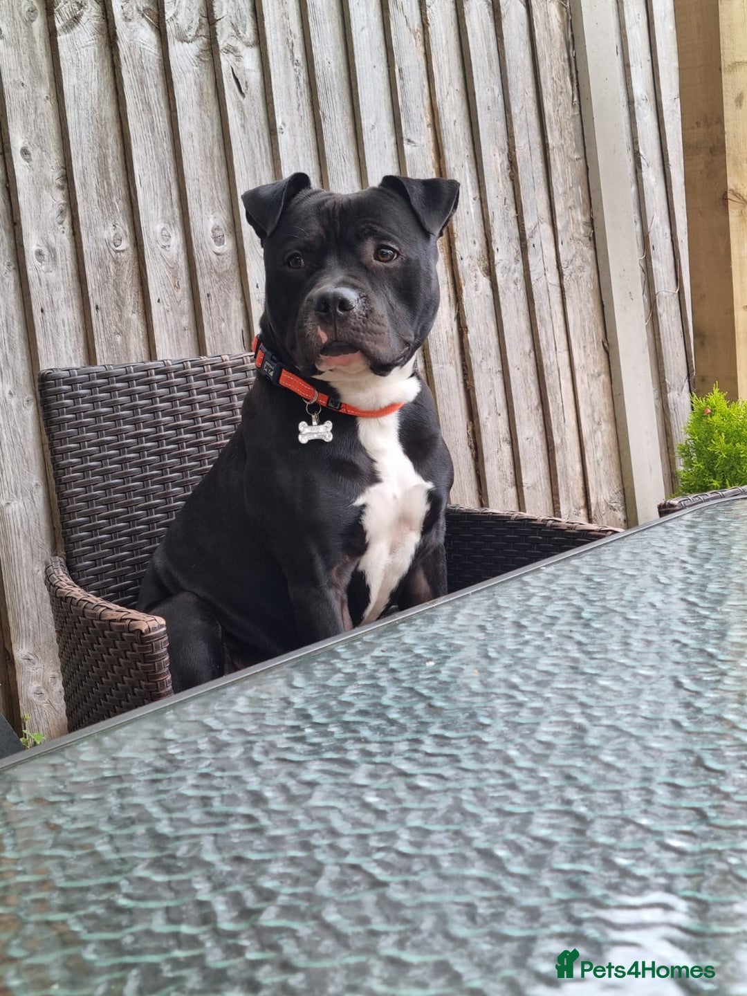 Staffordshire Bull Terrier dogs for stud: “Dior” American Staffordshire Bull Terrier Stud - Advert 2