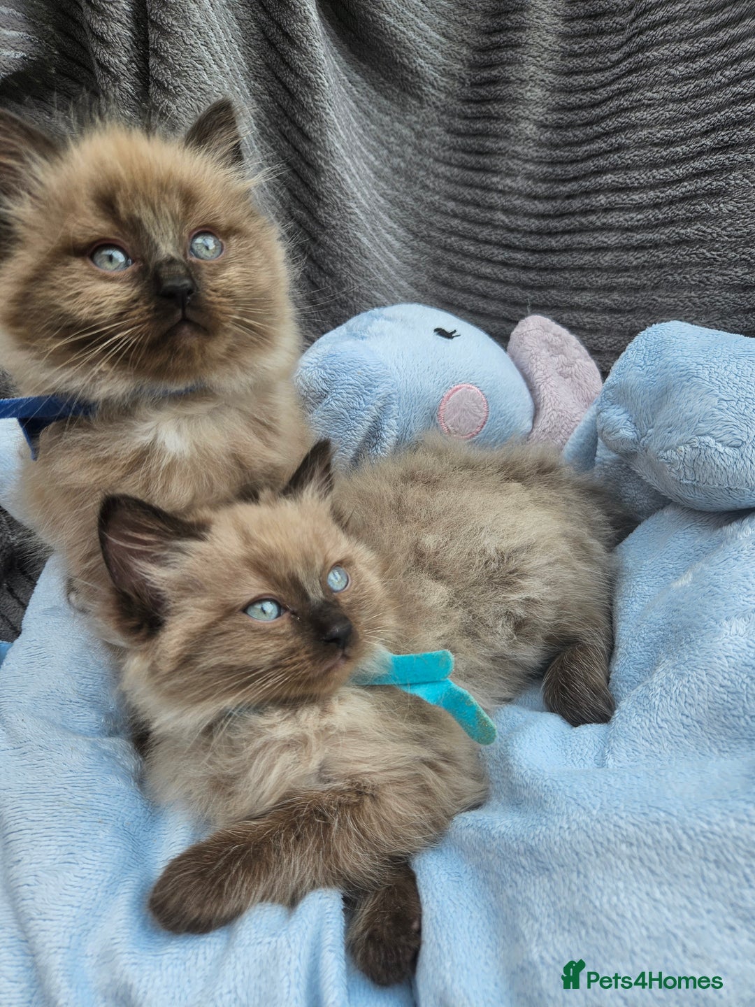 Ragdoll cats for sale: Beautiful Ragdoll Kittens  - Image 16