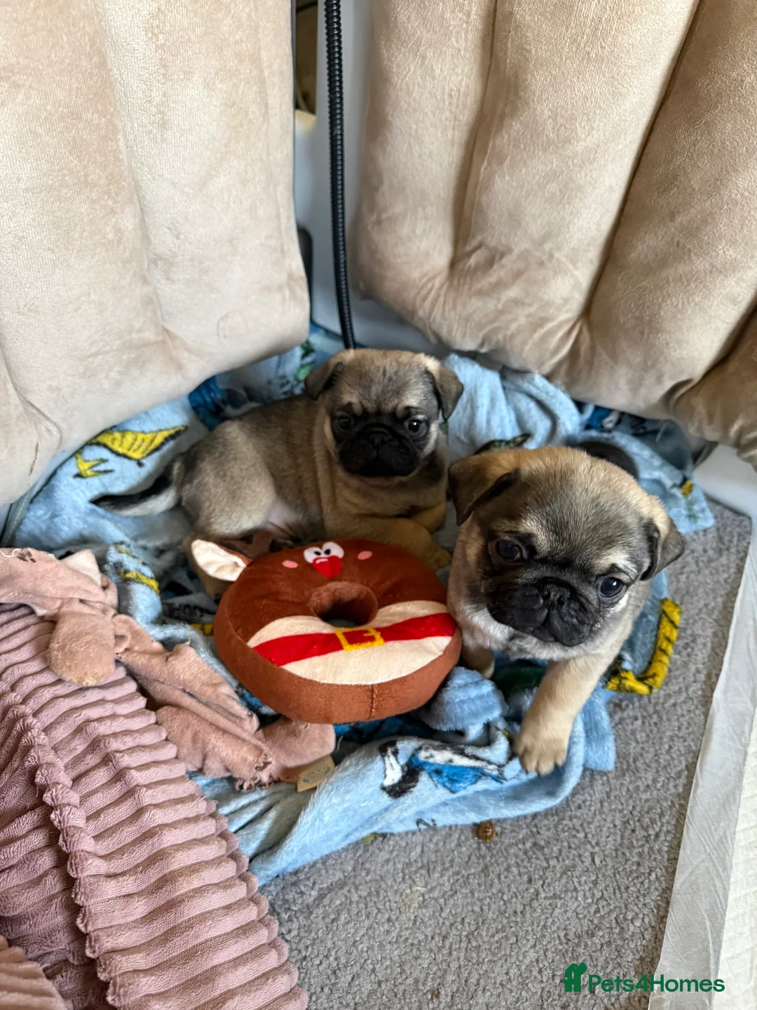 Pug dogs for sale: Pug puppies for sale  - Advert 1